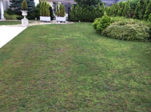 人工芝における雑草対策 高品質のリアル人工芝無料サンプル 人工芝専門店 Field Magic